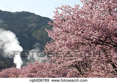 Stock Photo - Cherry blossoms. Fotosearch