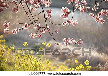 Cherry blossoms View Large Photo Image Stock Photo - Cherry blossoms. Fotosearch