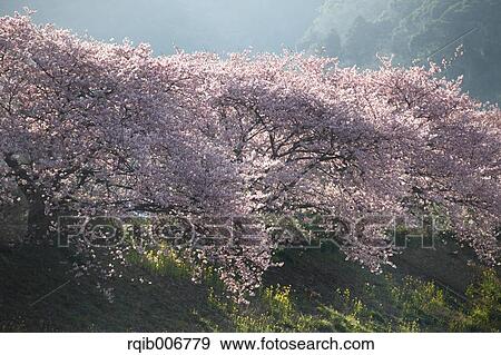 Cherry blossoms View Large Photo Image Stock Photo - Cherry blossoms. Fotosearch