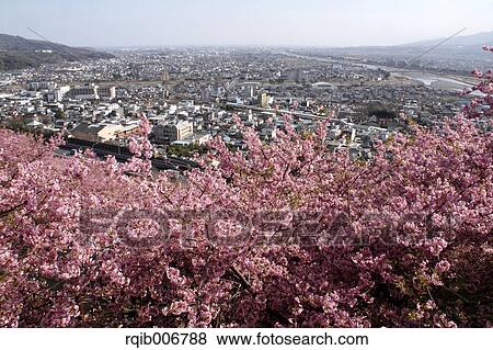 Cherry blossoms View Large Photo Image Stock Photo - Cherry blossoms. Fotosearch