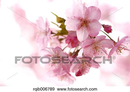 Stock Photo - Cherry blossoms. Fotosearch