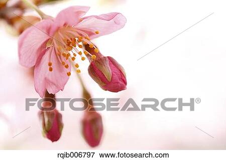 Stock Photo - Cherry blossoms. Fotosearch