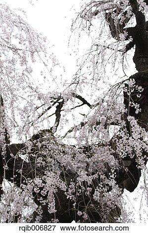 Stock Photo - Cherry blossoms. Fotosearch