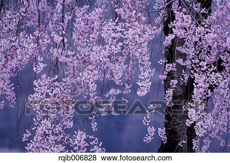 Stock Photo - Cherry blossoms. Fotosearch