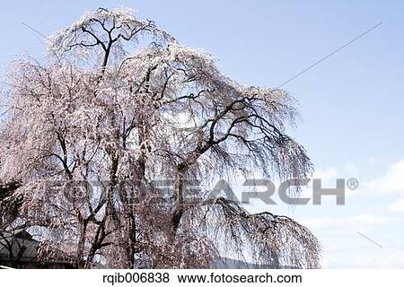 Stock Photo - Cherry blossoms. Fotosearch