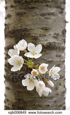 Cherry blossoms View Large Photo Image Stock Photo - Cherry blossoms. Fotosearch