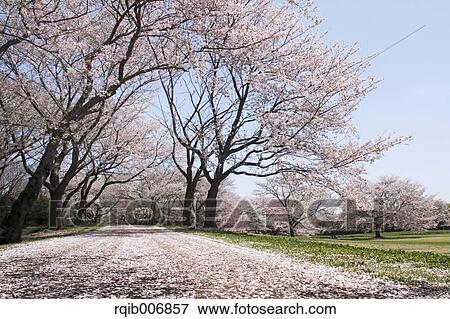 Cherry blossoms View Large Photo Image Stock Photo - Cherry blossoms. Fotosearch