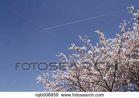 Stock Photo - Cherry blossoms. Fotosearch