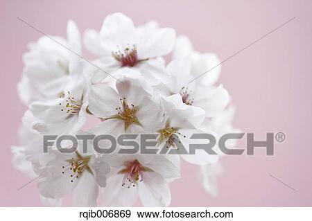 Cherry blossoms View Large Photo Image Stock Photo - Cherry blossoms. Fotosearch