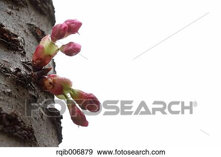 Stock Photo - Cherry blossoms. Fotosearch