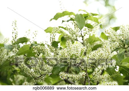 Stock Photo - Cherry blossoms. Fotosearch
