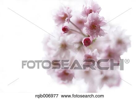 Stock Photo - Cherry blossoms. Fotosearch