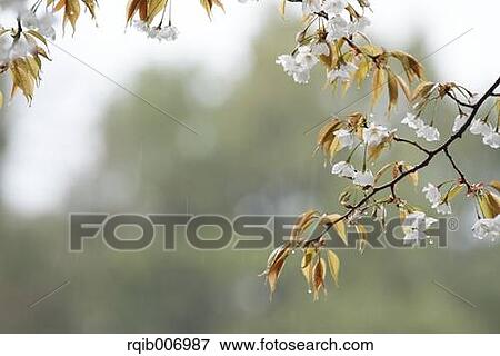 Cherry blossoms View Large Photo Image Stock Photo - Cherry blossoms. Fotosearch