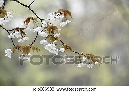 Stock Photo - Cherry blossoms. Fotosearch