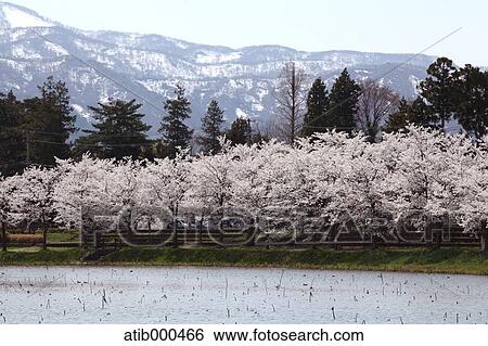 Cherry blossoms View Large Photo Image Stock Photograph - Cherry blossoms. Fotosearch