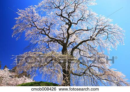 Cherry blossoms View Large Photo Image Stock Photograph - Cherry blossoms. Fotosearch