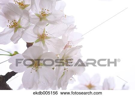 Cherry blossoms View Large Photo Image Stock Photograph - Cherry blossoms. Fotosearch