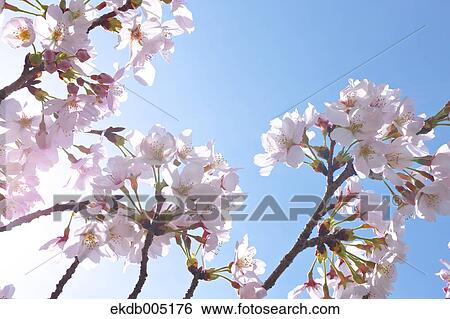 Stock Photograph - Cherry blossoms. Fotosearch