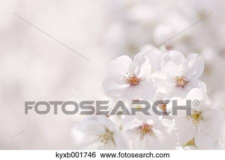 Cherry blossoms View Large Photo Image Stock Photograph - Cherry blossoms. Fotosearch