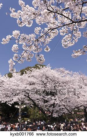 Stock Photograph - Cherry blossoms. Fotosearch