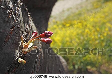 Cherry blossoms View Large Photo Image Stock Photograph - Cherry blossoms. Fotosearch