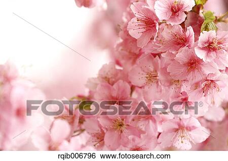 Cherry blossoms View Large Photo Image Stock Photograph - Cherry blossoms. Fotosearch