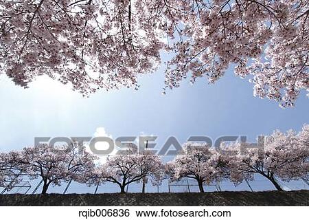Cherry blossoms View Large Photo Image Stock Photograph - Cherry blossoms. Fotosearch