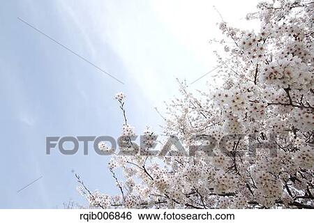 Stock Photograph - Cherry blossoms. Fotosearch
