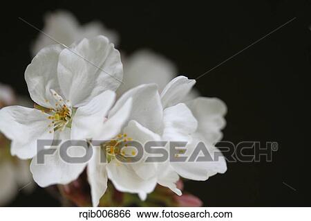 Cherry blossoms View Large Photo Image Stock Photograph - Cherry blossoms. Fotosearch
