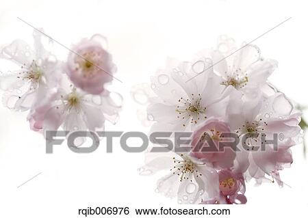 Stock Photograph - Cherry blossoms. Fotosearch