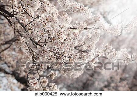 Cherry blossoms View Large Photo Image Stock Photography - Cherry blossoms. Fotosearch