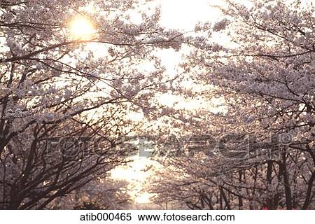 Cherry blossoms View Large Photo Image Stock Photography - Cherry blossoms. Fotosearch