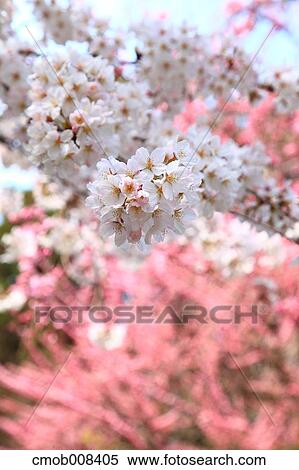 Stock Photography - Cherry blossoms. Fotosearch