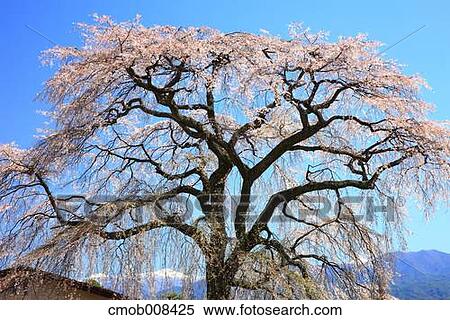 Cherry blossoms View Large Photo Image Stock Photography - Cherry blossoms. Fotosearch