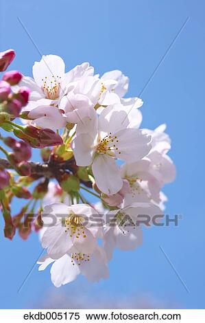 Stock Photography - Cherry blossoms. Fotosearch