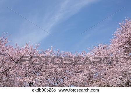 Cherry blossoms View Large Photo Image Stock Photography - Cherry blossoms. Fotosearch