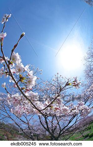 Cherry blossoms View Large Photo Image Stock Photography - Cherry blossoms. Fotosearch