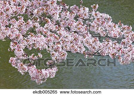 Stock Photography - Cherry blossoms. Fotosearch