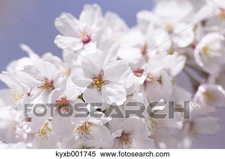 Cherry blossoms View Large Photo Image Stock Photography - Cherry blossoms. Fotosearch
