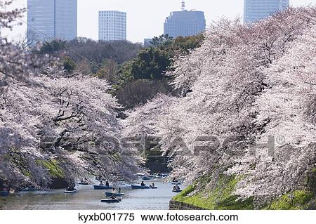 Cherry blossoms View Large Photo Image Stock Photography - Cherry blossoms. Fotosearch