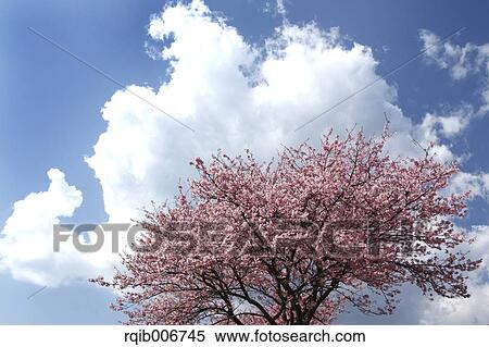 Stock Photography - Cherry blossoms. Fotosearch
