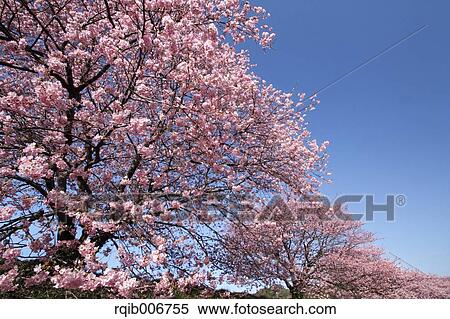 Stock Photography - Cherry blossoms. Fotosearch