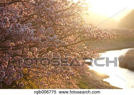Cherry blossoms View Large Photo Image Stock Photography - Cherry blossoms. Fotosearch
