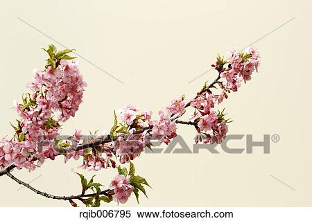 Cherry blossoms View Large Photo Image Stock Photography - Cherry blossoms. Fotosearch