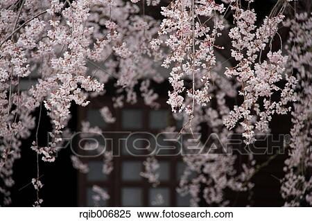 Cherry blossoms View Large Photo Image Stock Photography - Cherry blossoms. Fotosearch
