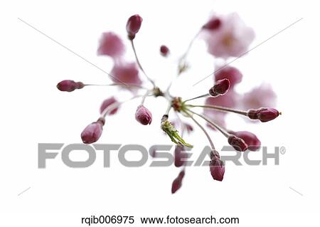 Cherry blossoms View Large Photo Image Stock Photography - Cherry blossoms. Fotosearch