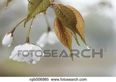Cherry blossoms View Large Photo Image Stock Photography - Cherry blossoms. Fotosearch
