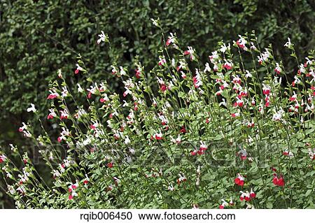 Stock Image - Cherry Sage. Fotosearch