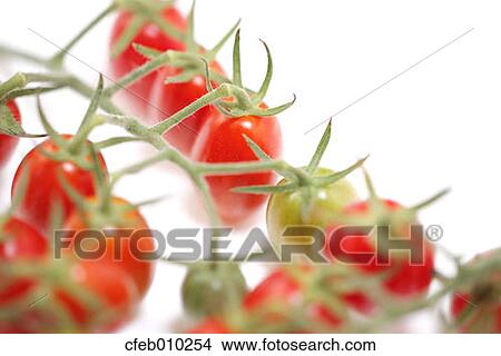 Cherry tomatoes View Large Photo Image Picture - Cherry tomatoes. Fotosearch
