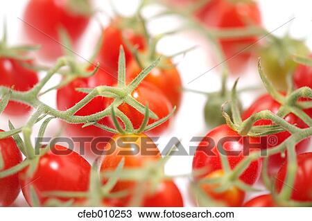 Cherry tomatoes View Large Photo Image Stock Image - Cherry tomatoes. Fotosearch